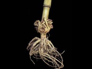 Maïs grain et fourrager - (4)_1