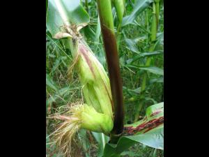 Maïs grain et fourrager - MCPA (4) _11