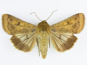 Ver de l'épi du mais (Helicoverpa zea)_1