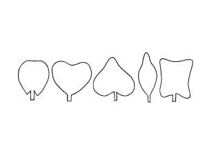 Identification_AutreCotyledon