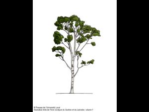 Identification_Arbre