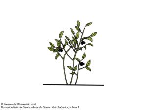 Identification_Arbuste