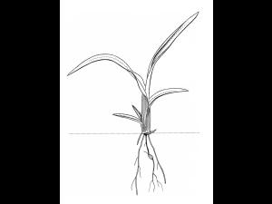 Identification_GraminéePlantule
