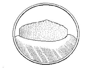 Identification_LiguleMembraneuse