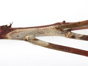 Bleuet en corymbe - Chancre à Fusicoccum (Godronia cassandrae)