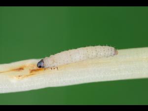 Chaetocnema hortensis_1