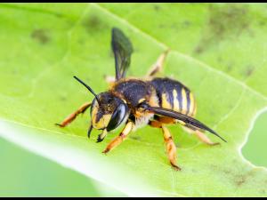 Abeille cotonnière européenne (Anthidium manicatum)_2