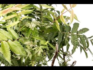 Sorbaire à feuilles de sorbier - glyphosate (9)_1