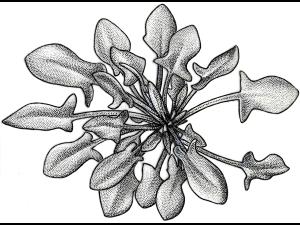 Identification_Rosette