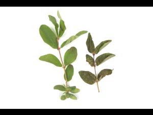 Camerise - bromoxynil (ester) (6)_1