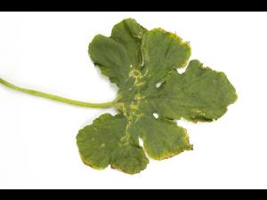 Courges - atrazine (5)_2