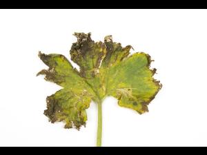 Courges - atrazine (5)_4