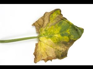 Courges - atrazine (5)_8