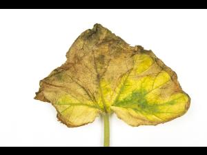 Courges - atrazine (5)_9