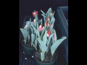 Tulipes - Vernalisation insuffisante_1