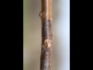 Argousier - Brûlure phomopsienne (Diaporthe eres)