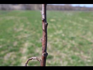 Argousier - Brûlure phomopsienne (Diaporthe eres)