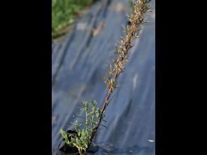 Argousier - Brûlure phomopsienne (Diaporthe eres)