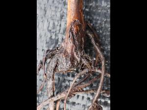  Argousier - Pourriture des racines et du collet (Complexe de champignons)_1