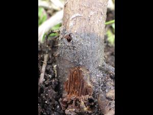  Argousier - Pourriture des racines et du collet (Complexe de champignons)_2