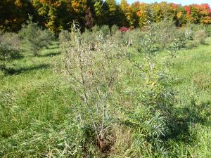 Argousier - Nématode des lésions racinaires (Pratylenchus penetrans)_1