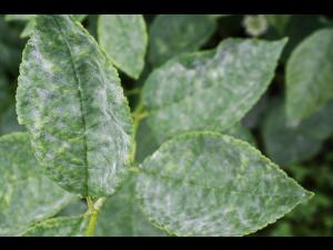 Cerise - Blanc (Podosphaera clandestina)_1