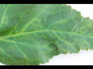 Begonias - Virus indéterminé_3