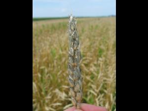 Blé - Noir des céréales (Alternaria sp., Aureobasidium sp. et Cladisporium sp.)_1