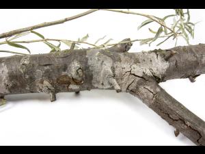 Argousier - Brûlure phomopsienne (Diaporthe eres)