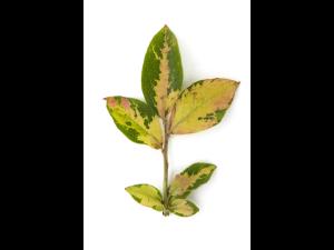 Bleuet en corymbe - Désordre génétique_2