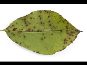 Cerise - Tache foliaire (Blumeriella jaapii)_9