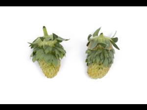 Fraise - Phyllodie_1