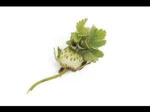 Fraise - Phyllodie_3