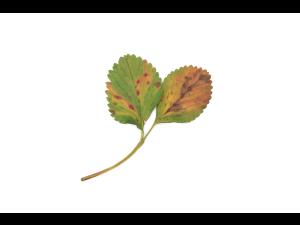 Fraise - Brûlure des feuilles (Paraphomopsis obscurans)_1