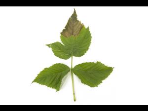 Framboise - Transpiration élevée du feuillage_2