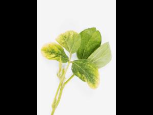 soya - glyphosate (9)_13