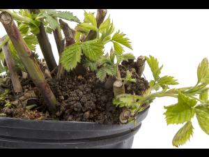 Mûre - Tumeur du collet (Agrobacterium  tumefaciens)_1