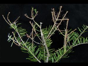 Arbres de Noël (sapins) - Brûlure des pousses (Delphinella sp.)