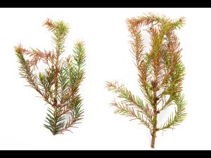 Épinettes_dicamba (4)_1