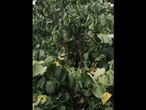 Tilleul_dicamba (4)_1