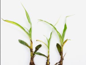 Maïs sucré_glyphosate (9)_1