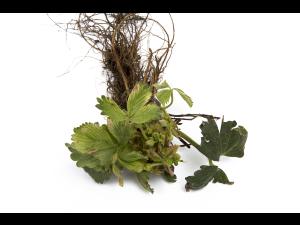 Fraise - glyphosate (9)_26