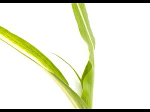 Maïs sucré_glyphosate (9)_3