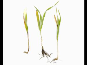 Orge - fomésafène (14)_2