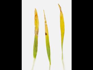 Orge - fomésafène (14)_2