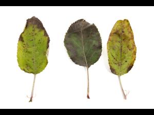 Pomme - cuivre (sulfate de cuivre tribasique) (M1)_1