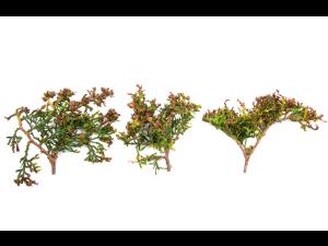 Feuilles de thuya avec jaunissements, brûlures et déformations