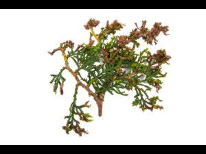 Thuyas_dicamba (4)_3