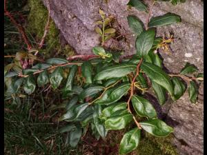 Bleuet en corymbe - dicamba (4)_1