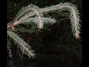 Épinette du Colorado - dicamba (4)_1